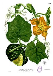 Cucurbita maxima Blanco2.320.jpg