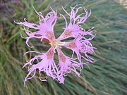 Dianthus superbus DSCF4706.JPG
