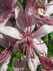 Dictamnus albus flower.JPG