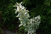 Elaeagnus-commutata-total.JPG