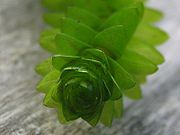 Elodea canadensis dekussive blaetter.jpeg