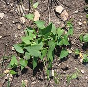 Fallopia convolvulus1pl.jpg