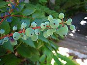 Green blue berries Orcas.JPG