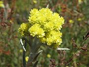 Helichrysum arenarium.jpeg