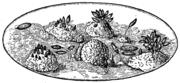 Hooke Phragmidium.png