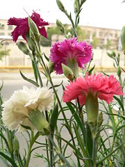Image-Dianthus schabaud2.JPG