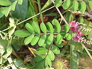 Indigofera pseudotinctoria 2.JPG