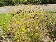 Isatis tinctoria0.jpg