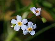 Myosotis laxa.jpeg