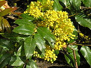 Neapibudinta rusis4.JPG