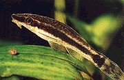 Otocinclus affinis.gif