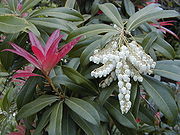 Pieris Wakehurst.jpg