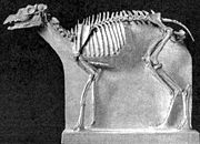 Protoceras skeleton.jpg