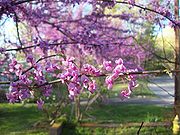 Redbud.jpg