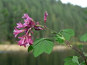 Ribes sanguineum 38486.JPG