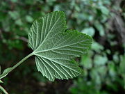 Ribes sanguineum 38495.JPG
