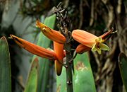 SDC11433 - Aloe plicatilis.JPG