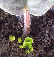 Saintpaulia budding.JPG
