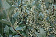 Salixglauca.JPG