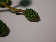 Taphrina alni developing languet.JPG