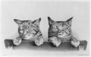 Two kittens.png