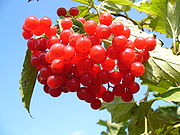 Viburnum opulus 2005 G1.JPG