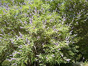 Vitex agnus-castus 2.JPG