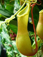 Carnivore plant.JPG