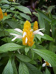 Corn flower.jpg