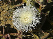 Eispflanze PICT0015.JPG
