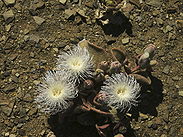 Eispflanze PICT0026.JPG