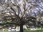 Spanish-moss-tree.jpg