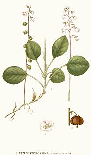 153 Pyrola minor.jpg