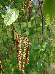 Betula raddeana RB2.JPG