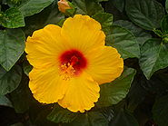 Hibisc.jpg