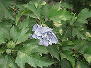 HibiscusSyriacus4.jpg