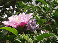 HibiscusSyriacus6.jpg