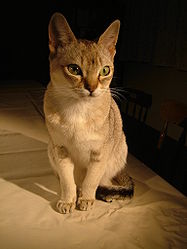 Сингапурская кошка