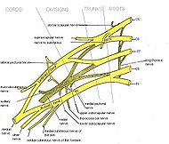 Brachial plexus.jpg