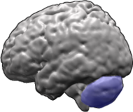 Brain-cerebellum.png