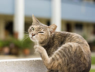 Cat scratching.jpg