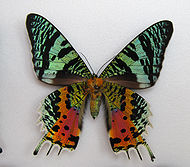 Chrysiridia rhipheus verso.JPG