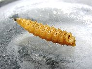 Chrysomya rufifacies Larva 1.JPG