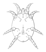 Cytodites nudus.png