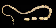 Dipyl can worm1.JPG