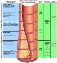 Endo dysfunction Athero.PNG