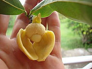 Fleur corossole2.JPG