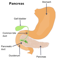 Illu pancrease.svg