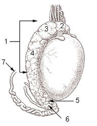 Illu testis surface.jpg