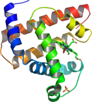 Myoglobin.png